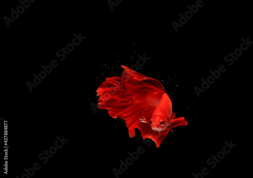 Photo Super Red Halfmoon, Cupang, Betta, siamese fighting fish beyond bubbles, Isolated on Black 