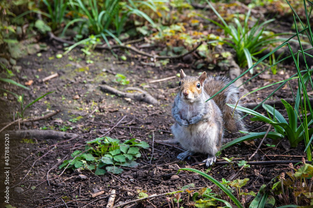 squirrel in the park