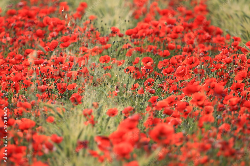 Poppies in the field, red wild flowers