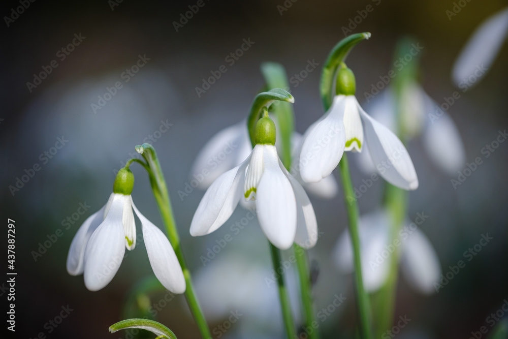 Bunch of white snowdrop spring flowers Bunch of white snowdrop spring flowers