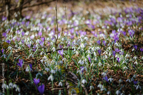White snowdrop spring flowers with violet crocus © Vesna