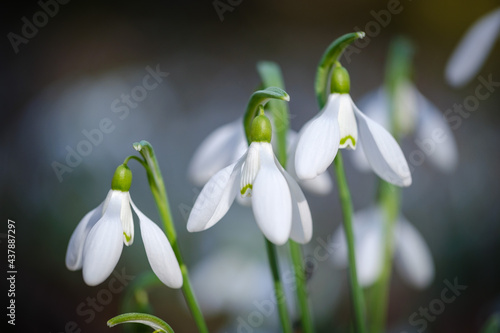 Bunch of white snowdrop spring flowers  © Vesna