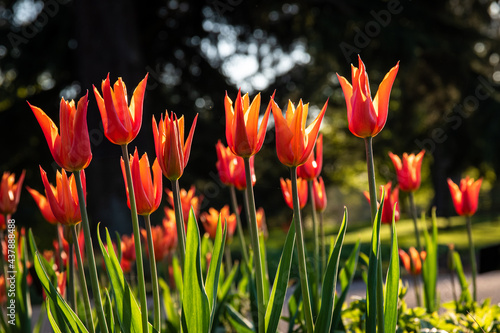 Fototapeta Naklejka Na Ścianę i Meble -  Tulips in the garden