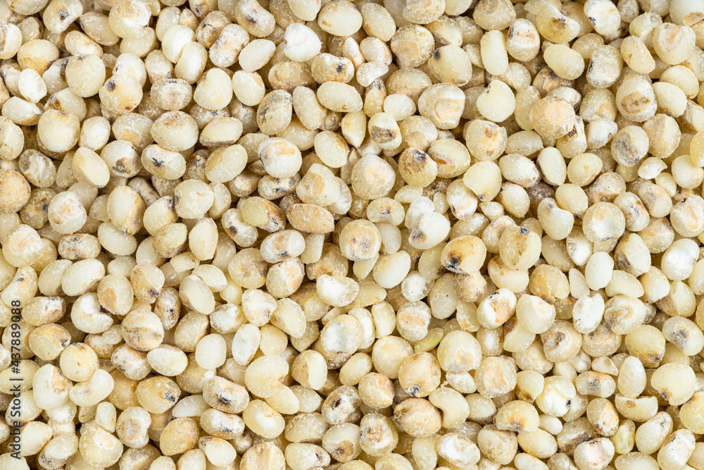 background - many raw polished Sorghum groats background - many raw polished Sorghum groats