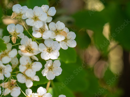 White flowers of shrub Spiraea