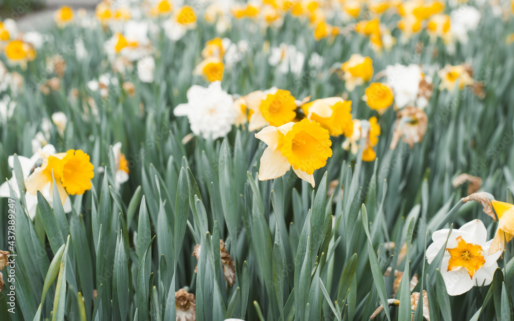 Springtime, flower landscape. Field of white-yellow daffodils close-up, outdoors. Selective focus Springtime, flower landscape. Field of white-yellow daffodils close-up, outdoors. Selective focus