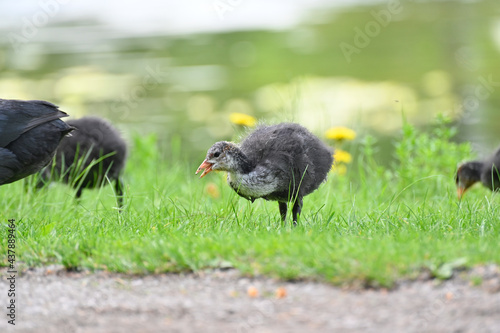 adult and young coot in lake park photo