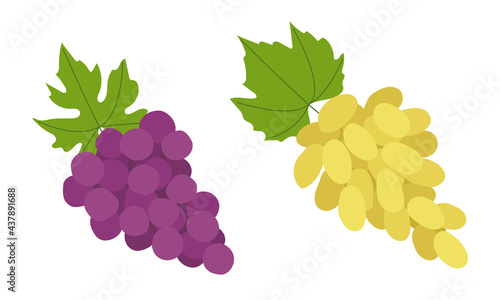 Fresh green adn purple grapes in flat style. Whole clusters of round and long berries. Set of vector illustrations isolated on white background.