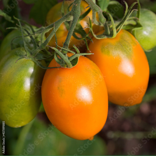 Farm of tasty yellow tomatoes on the bushes