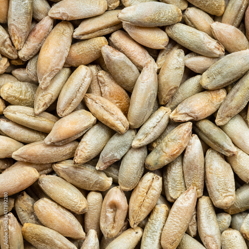 Foto whole rye grains close up