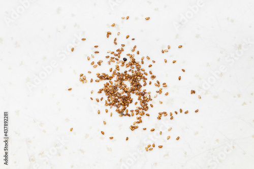 several whole-grain teff seeds close up on gray