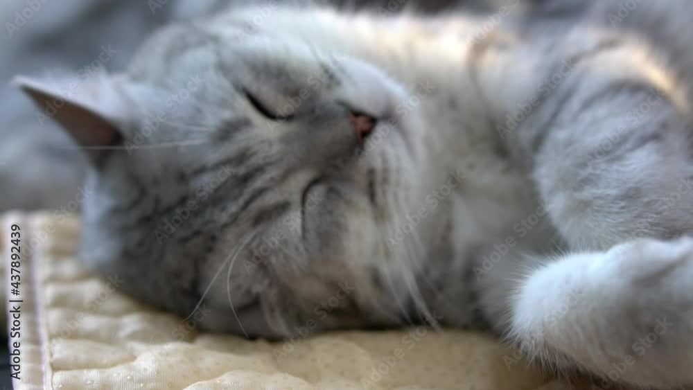 Cute Scottish Cat Lying And Sleeping On Sofa
Cute Scottish Cat Lying And Sleeping On Sofa