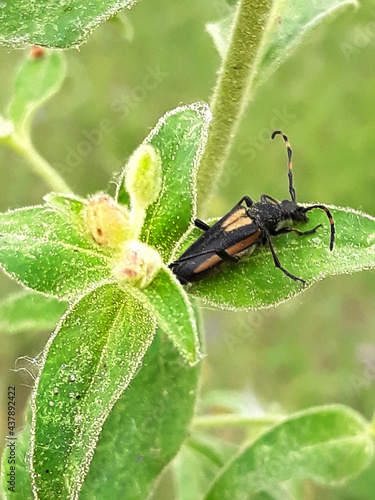 Insecto oedermera en una planta silvestre photo