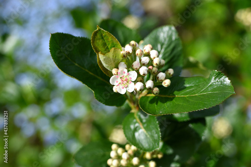 aronia strauch blüht mit weissen knospen