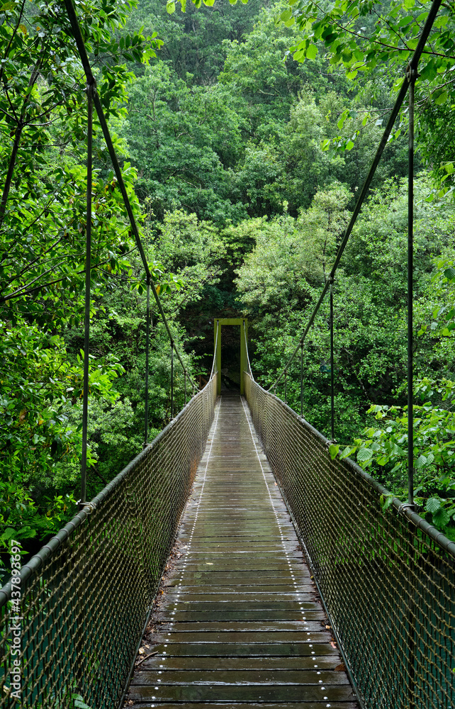 Fototapeta premium Suspension bridge in rainforest