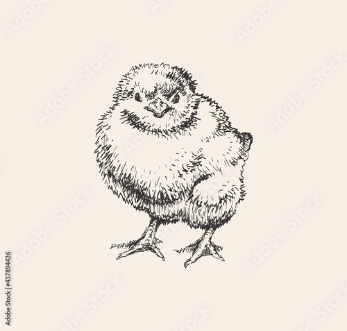 Chick Hand Drawn Sketch Vector illustration. Cute little chicken. Ink drawing. Farm. Poultry farming