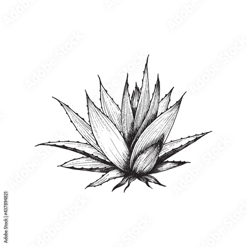 Hand drawn aloe vera plant, engraved monochrome vector illustration isolated.