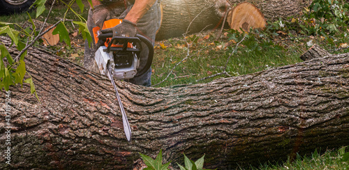 Tapeta Professional Worker Shirtless Cutting Trees with Chainsaw