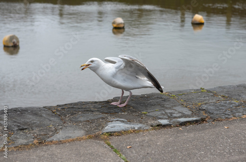 Smiling seagull at water front 