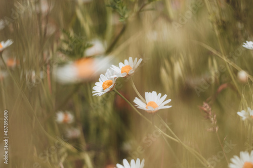 Ukraine, Kyiv -summer 2021: Wild daisy flowers in the Eco Park Osokorky photo