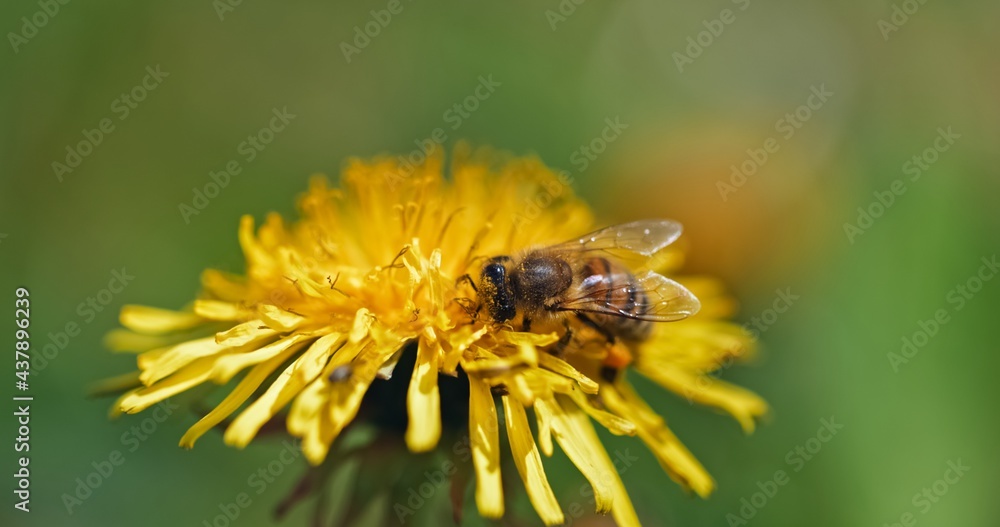 Bee collecting nectar from yellow flower Bee collecting nectar from yellow flower
