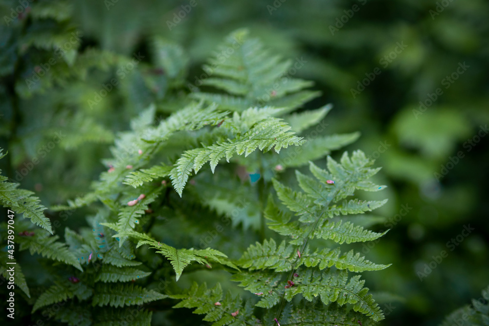 fern leaves fern leaves