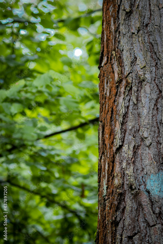 green tree trunk