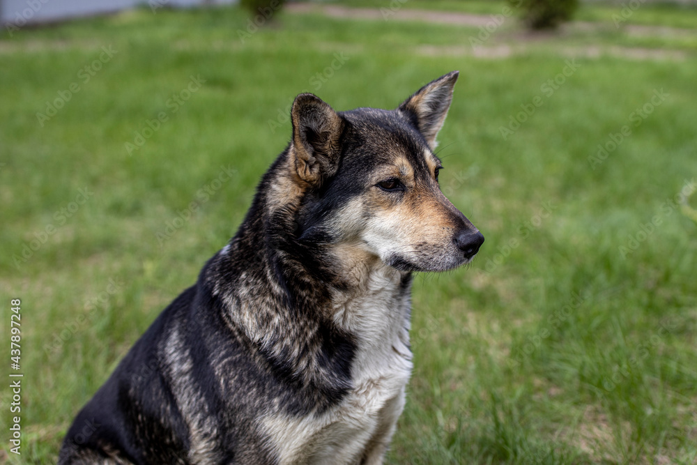 dog on grass dog on grass