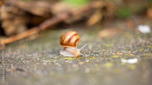 Small snail crawling after rain on the ground