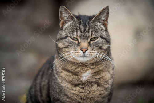 Wallpaper Mural Hauskatze Torontodigital.ca