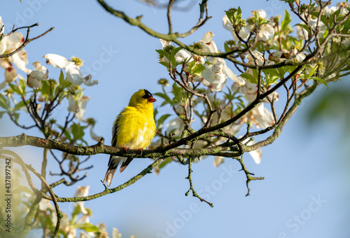 American Goldfinch Sitting in Dogwood Tree photo