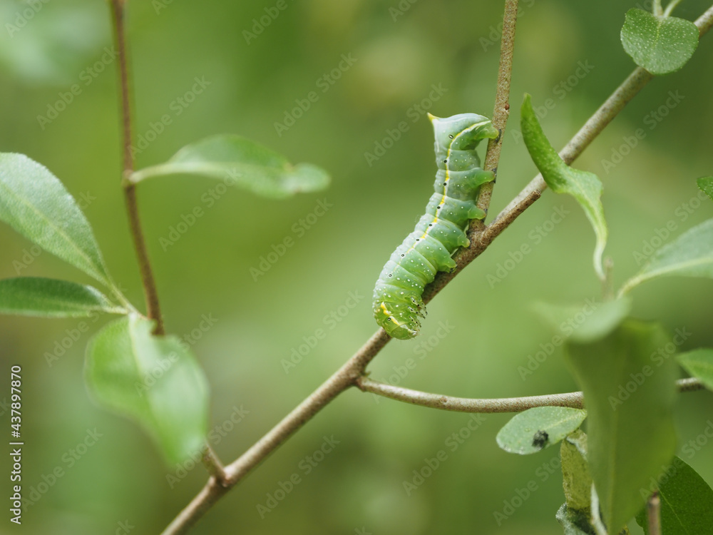 スズメガの幼虫 Stock Photo Adobe Stock