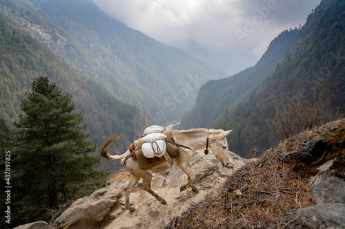 Mule Train in the Himalayan Mountains photo