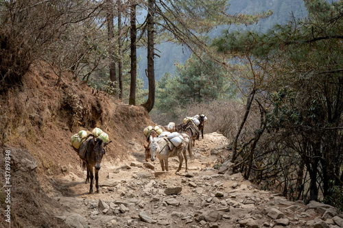 Mule Train in the Mountains photo
