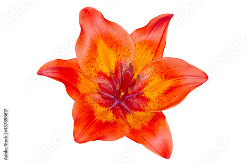 red with orange asiatic lilium flower isolated on white