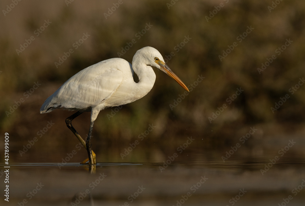 Portrait of a Western reef egret white morphed, Asker marsh, Bahrain