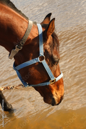 horse on the beach