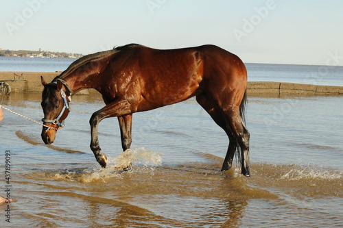 horse on the beach