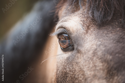 Pferd   Detail   Auge