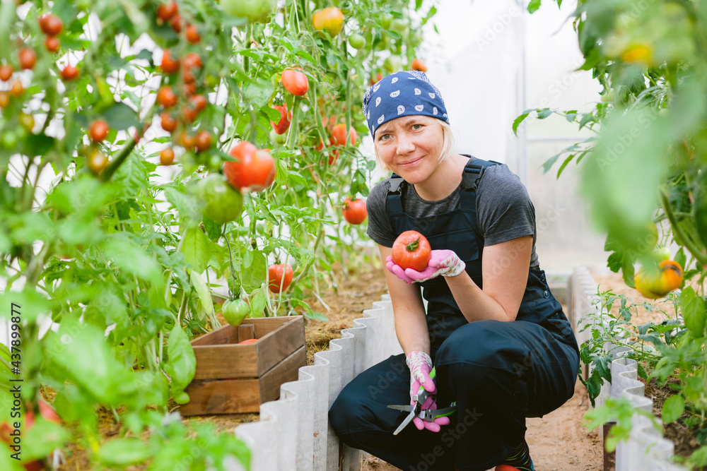Young pretty female gardener in greenhouse harvesting tomatoes. Woman farmer in overall.