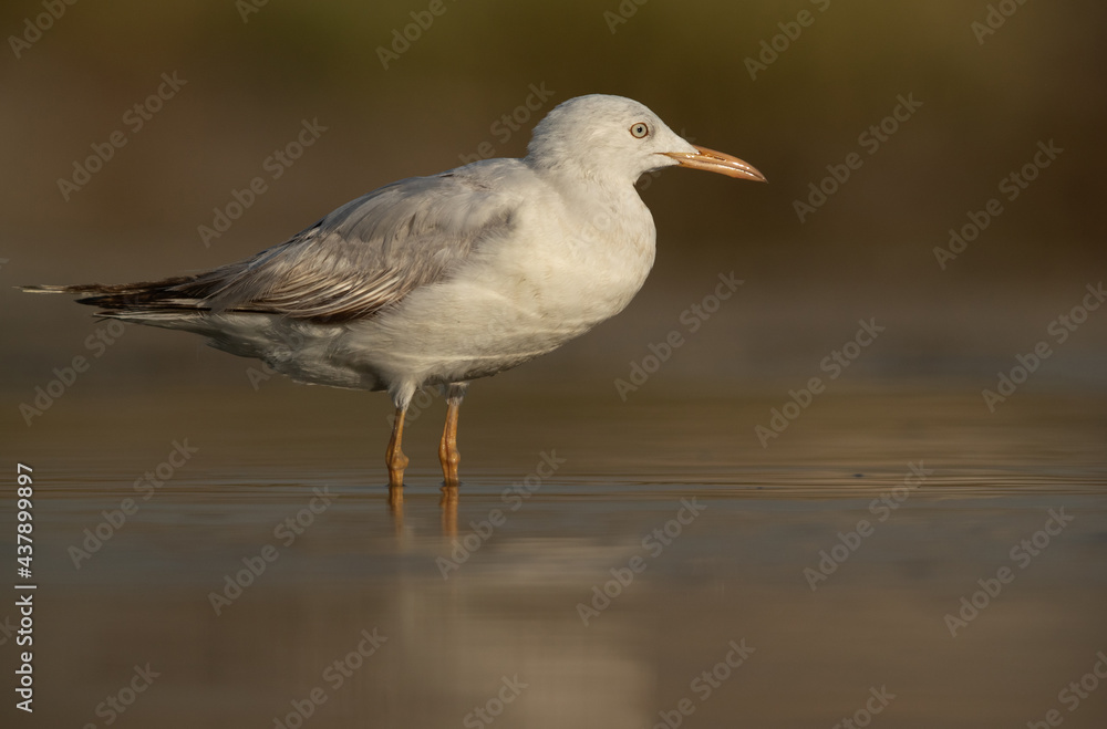 Sender-billed gull at Asker marsh, Bahrain Sender-billed gull at Asker marsh, Bahrain