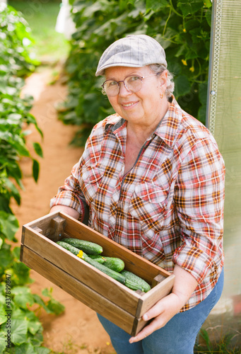 Senior female gardener with box of cucumbers near greenhouse. Mature cheerful farmer.