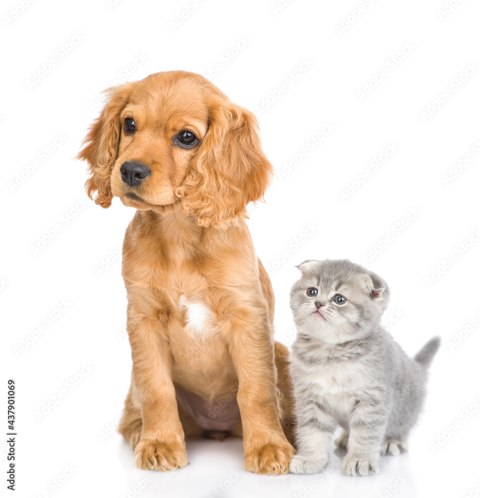 English cocker spaniel puppy dog and kitten sit together in front view. isolated on white background