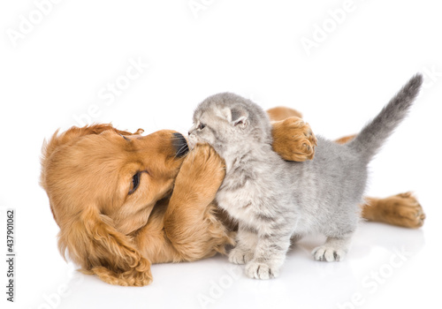 Playful English cocker spaniel puppy hugs and kisses gray baby kitten. isolated on white background