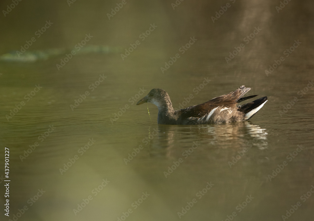 Subadult Moorhen swimming at Asker marsh, Bahrain Subadult Moorhen swimming at Asker marsh, Bahrain