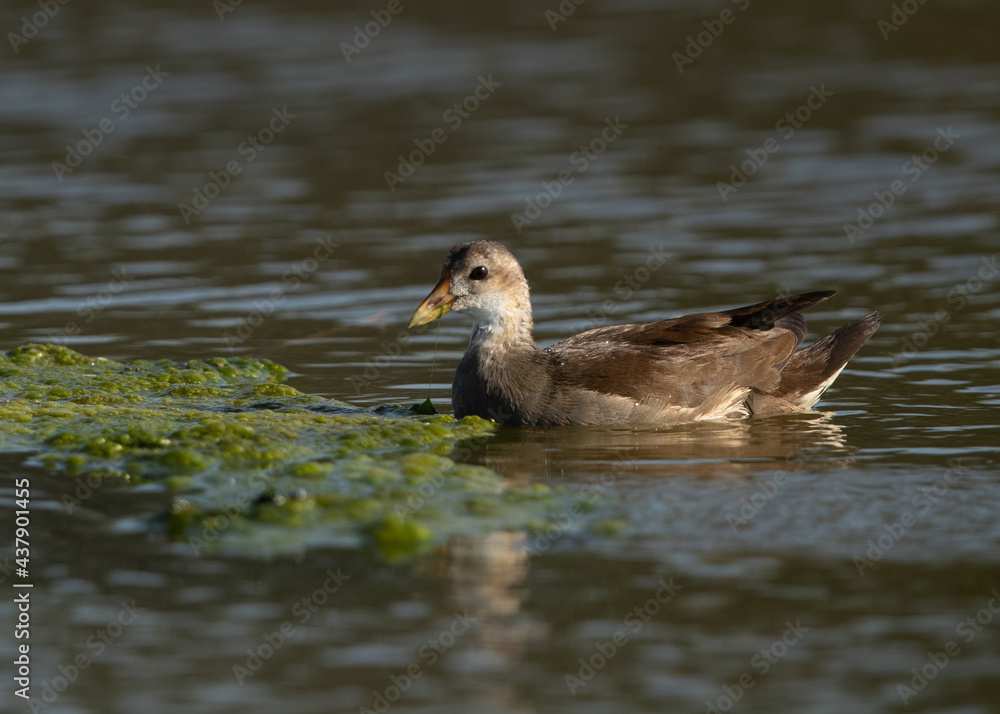 Subadult Common Moorhen at Asker marsh, Bahrain Subadult Common Moorhen at Asker marsh, Bahrain