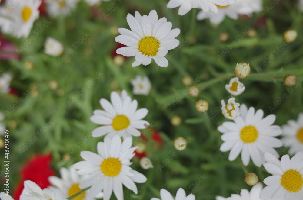 Fototapeta premium 明るいかわいい癒しの花