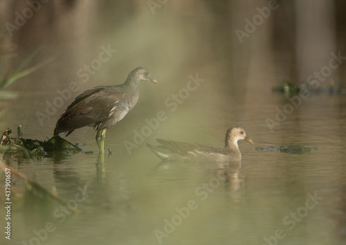 Common Moorhens at Asker marsh  Bahrain. Foreground blurring with grasses and reeds.