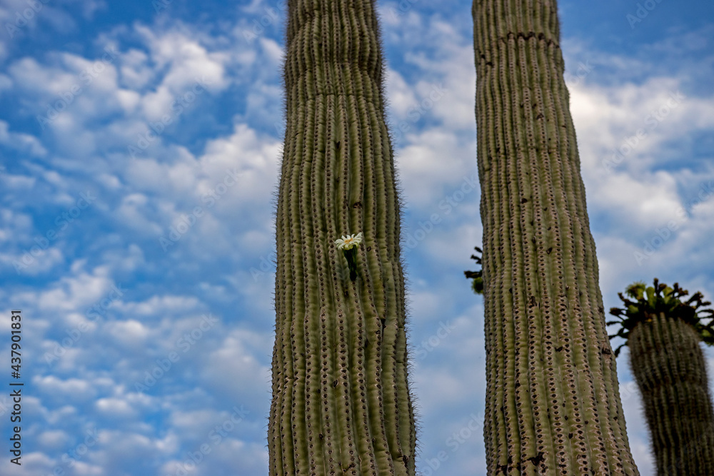 Close Up Of  Saguaro Cactus With Flower In Arizona
