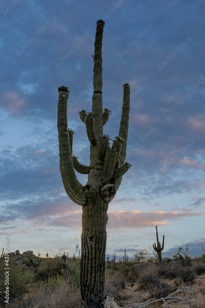 Close Up Of  Saguaro Cactus With Flowers In Arizona Morning Time